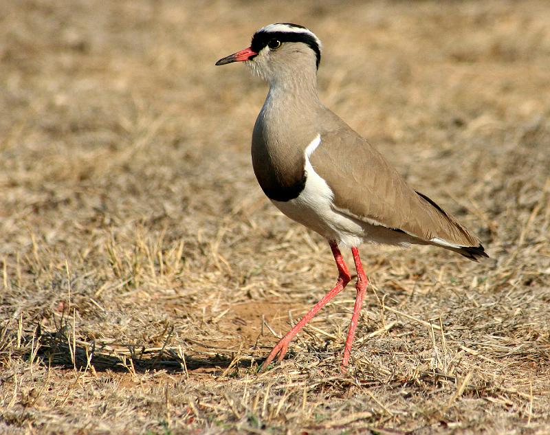 frieda 039.jpg - Kroonkiewiet. Vanellus coronatus 30-31 cm